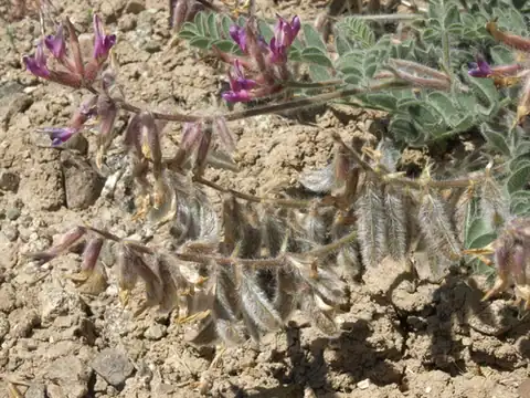Foto dokumenter Astragalus malacus