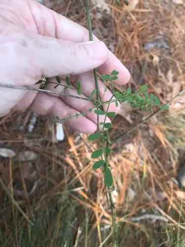 Foto dokumenter Astragalus michauxii