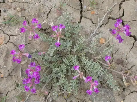 Foto dokumenter Astragalus missouriensis