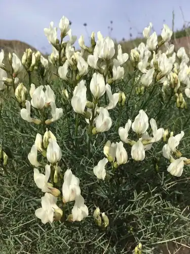 Foto dokumenter Astragalus pachypus