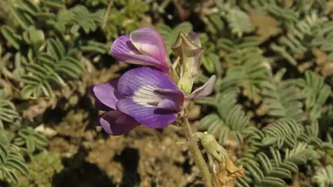 Foto dokumenter Astragalus palenae