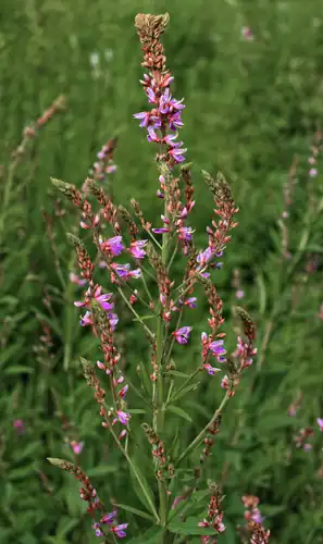 Foto dokumenter Desmodium canadense