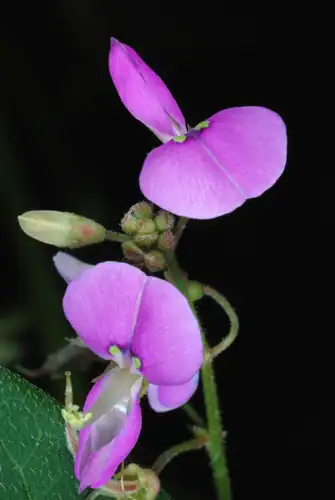 Foto dokumenter Desmodium glabellum