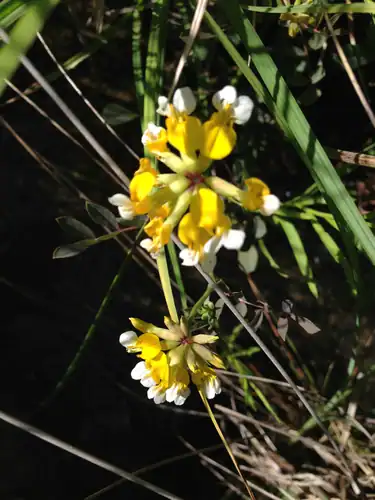 Foto dokumenter Hosackia pinnata
