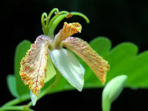 Foto dokumenter Tamarindus indica