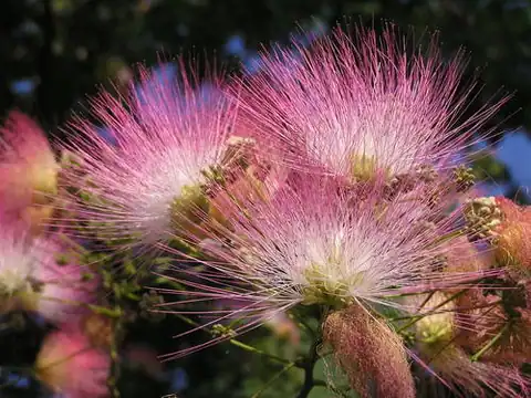 Foto dokumenter Albizia julibrissin
