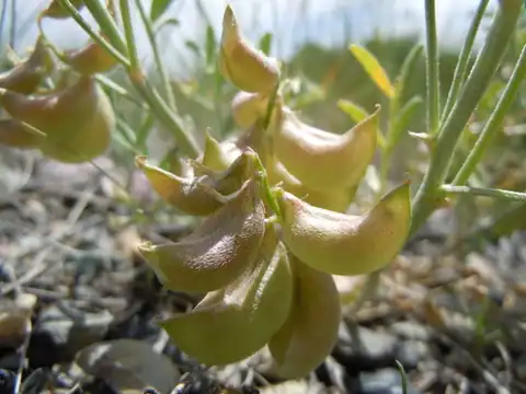 Foto dokumenter Astragalus geyeri