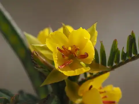 Foto dokumenter Chamaecrista nictitans