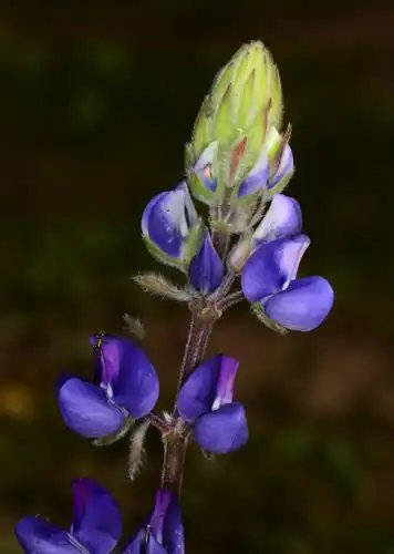 Foto dokumenter Lupinus affinis