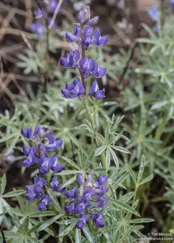 Foto dokumenter Lupinus argenteus