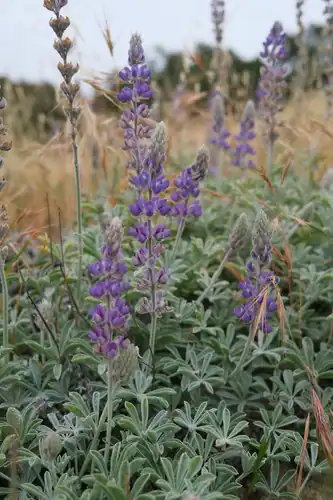 Foto dokumenter Lupinus ludovicianus