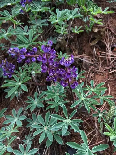 Foto dokumenter Lupinus onustus