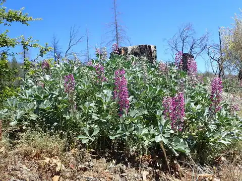 Foto dokumenter Lupinus sericatus