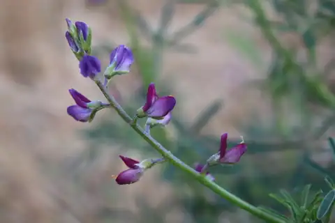 Foto dokumenter Lupinus truncatus