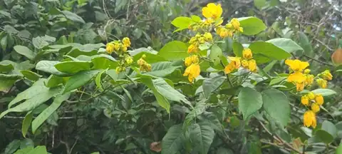 Foto dokumenter Senna nitida