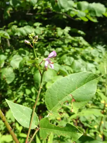Foto dokumenter Desmodium cuspidatum