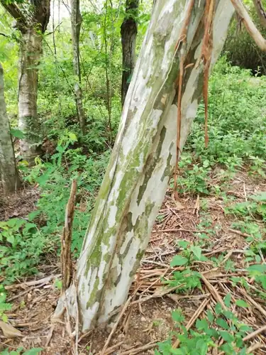 Foto dokumenter Libidibia coriaria