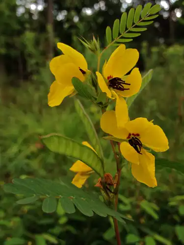 Foto dokumenter Chamaecrista fasciculata