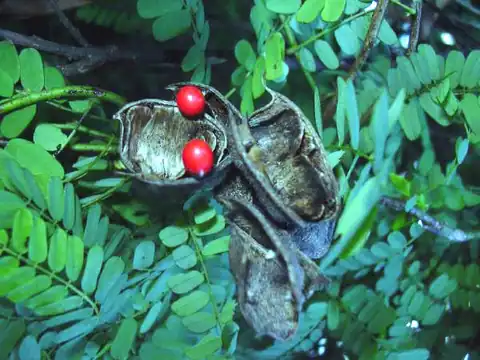 Foto dokumenter Abrus precatorius