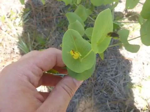 Foto dokumenter Baptisia perfoliata