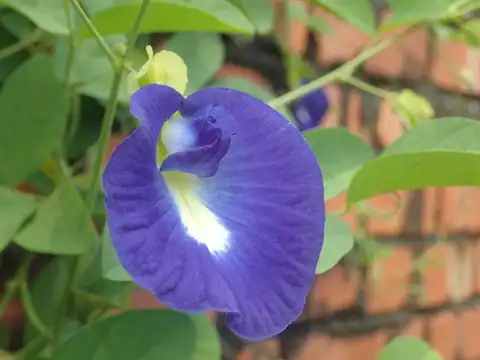 Foto dokumenter Clitoria ternatea