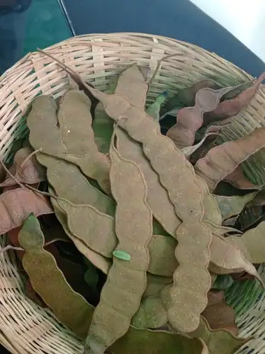 Foto dokumenter Anadenanthera falcata