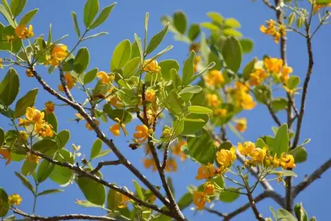Foto dokumenter Senna atomaria