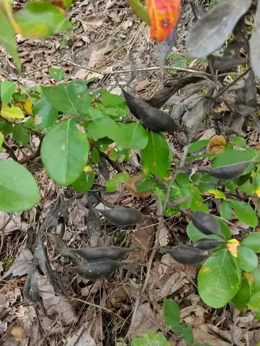 Foto dokumenter Baptisia bracteata