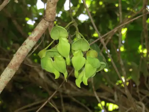 Foto dokumenter Mucuna gigantea