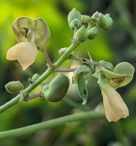 Foto dokumenter Phaseolus lunatus