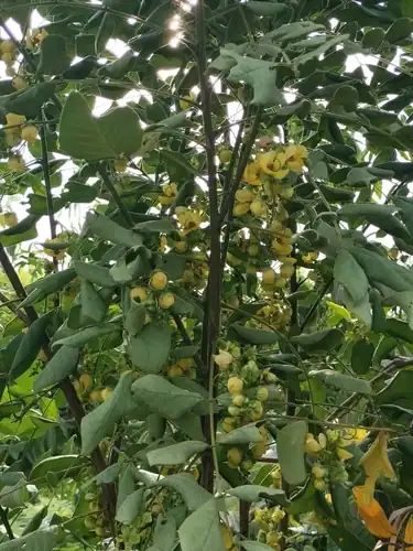 Foto dokumenter Senna fruticosa