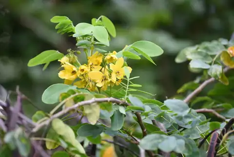Foto dokumenter Senna sulfurea