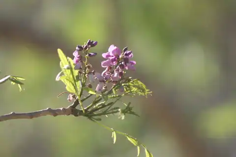 Foto dokumenter Lonchocarpus sericeus