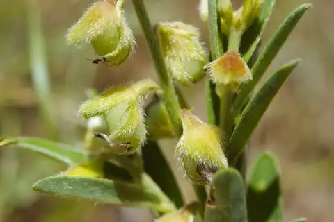 Foto dokumenter Crotalaria linifolia