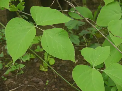 Foto dokumenter Pueraria tuberosa
