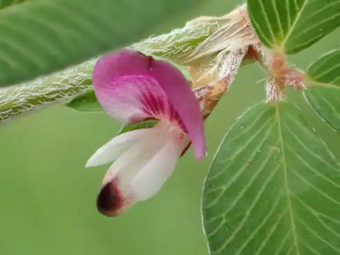 Foto dokumenter Kummerowia striata