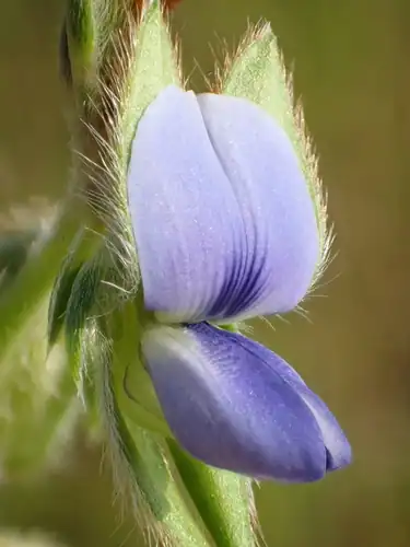Foto dokumenter Crotalaria sessiliflora