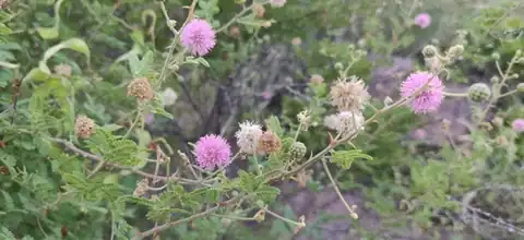 Foto dokumenter Mimosa hamata