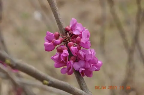 Foto dokumenter Cercis chinensis