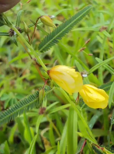 Foto dokumenter Chamaecrista mimosoides
