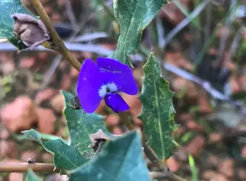 Foto dokumenter Hovea chorizemifolia