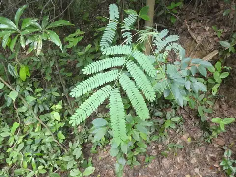 Foto dokumenter Albizia kalkora