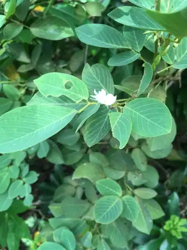Foto dokumenter Dendrolobium umbellatum