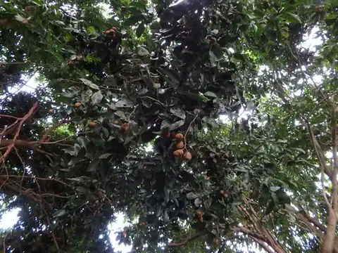 Foto dokumenter Cynometra ramiflora