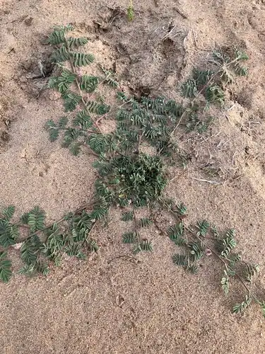 Foto dokumenter Indigofera microcarpa