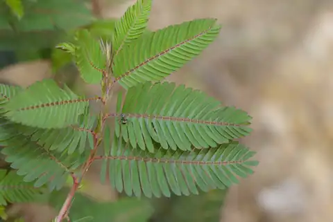 Foto dokumenter Chamaecrista leschenaultiana