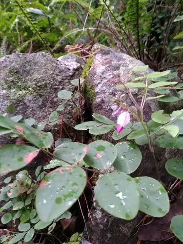 Foto dokumenter Indigofera venulosa