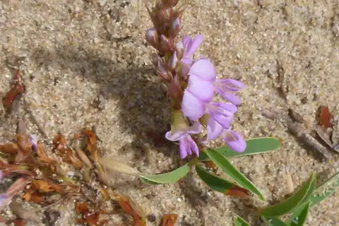 Foto dokumenter Aphyllodium biarticulatum