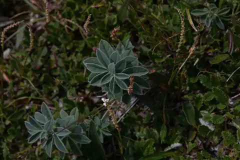 Foto dokumenter Thermopsis alpina