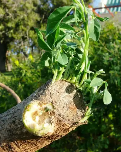 Foto dokumenter Crotalaria agatiflora